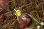 Largeleaf grass of Parnassus